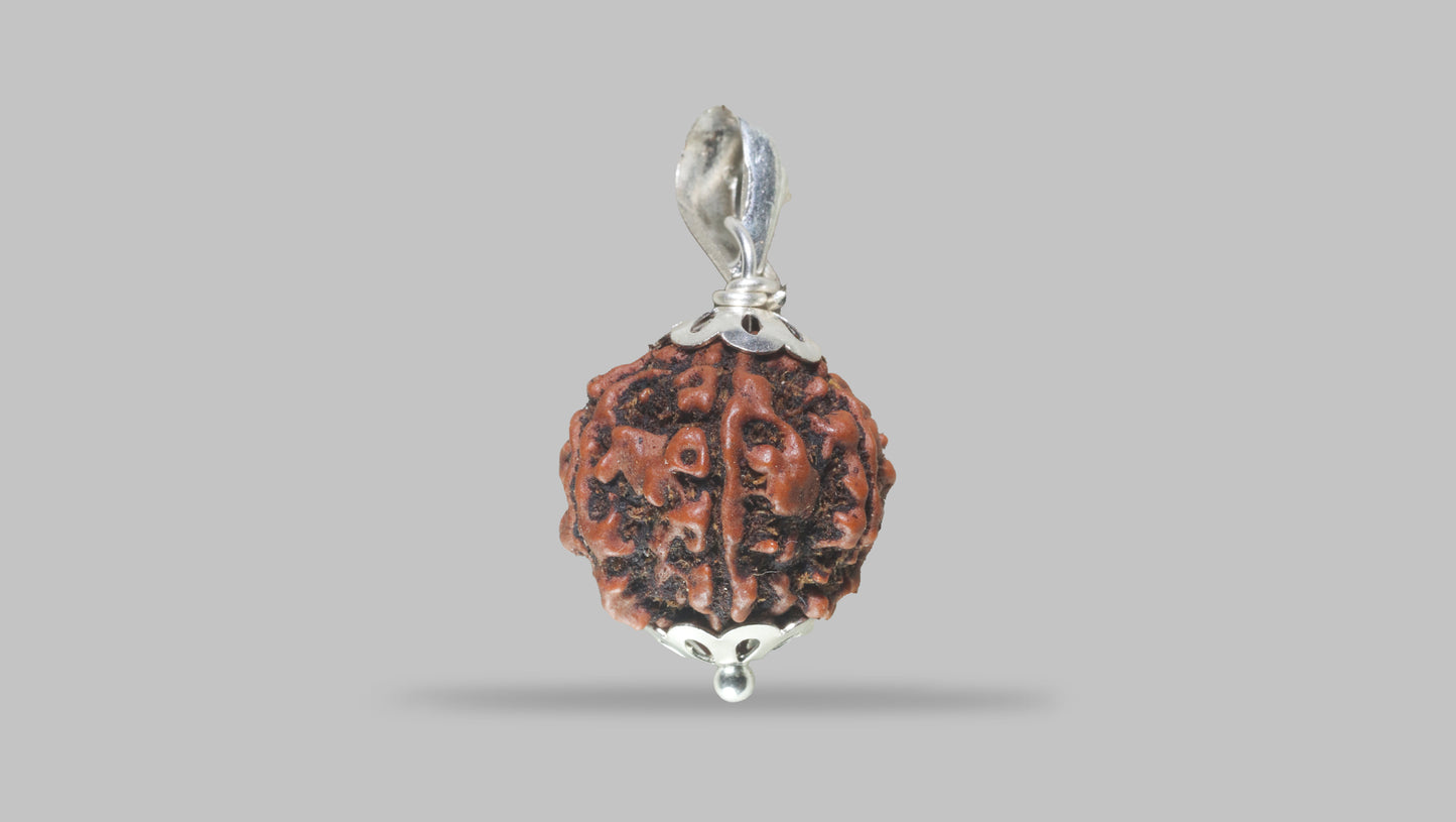 6 MUKHI RUDRAKSHA (20.65 mm)