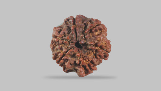 6 MUKHI RUDRAKSHA (21.40 mm)