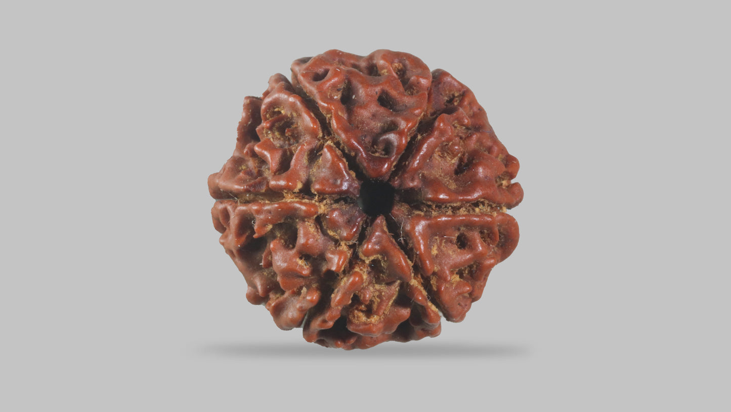 6 MUKHI RUDRAKSHA (20.20 mm)
