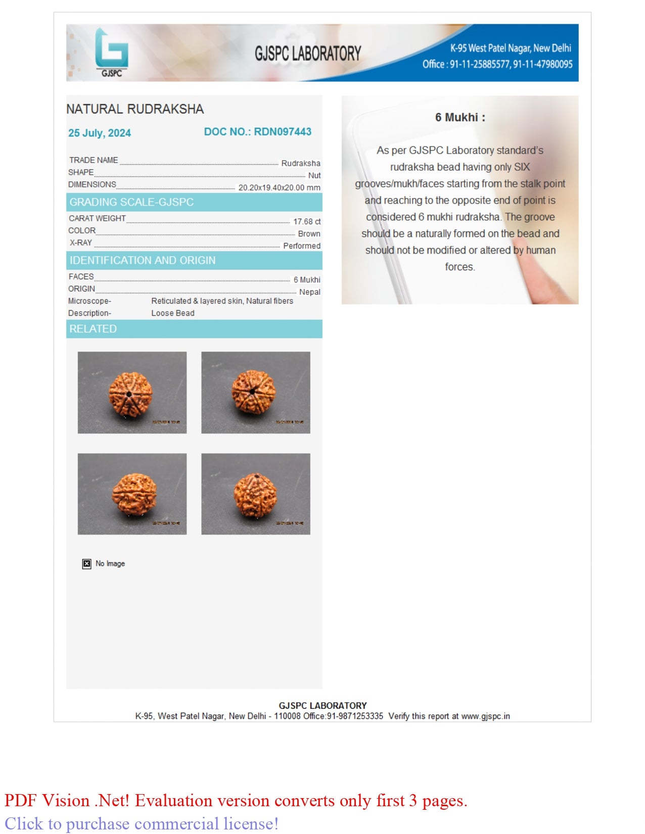 6 MUKHI RUDRAKSHA (20.20 mm)
