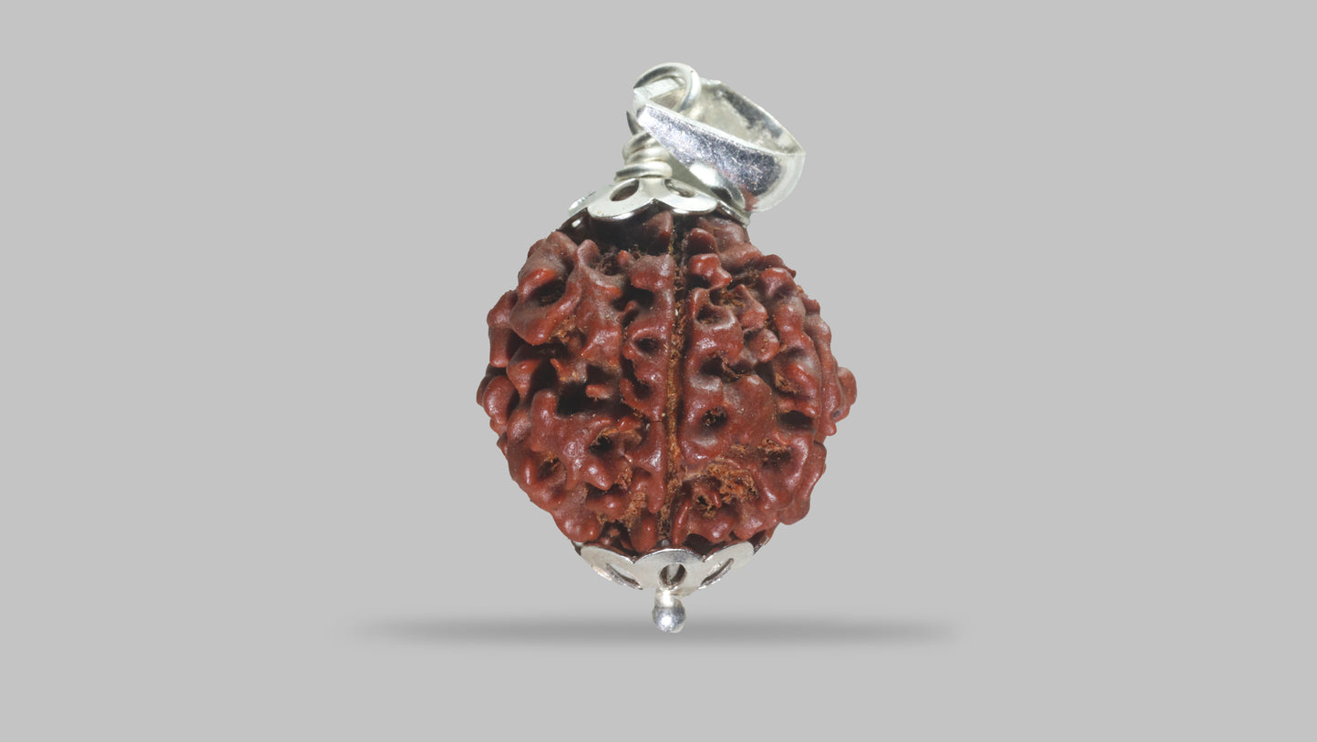 6 MUKHI RUDRAKSHA (20.25 mm)