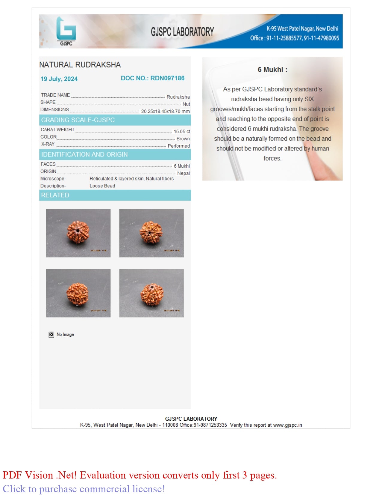 6 MUKHI RUDRAKSHA (20.25 mm)