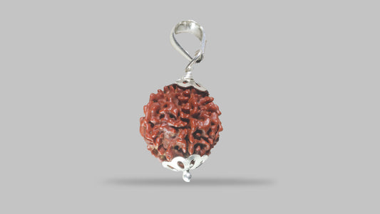 6 MUKHI RUDRAKSHA (18.95 mm)