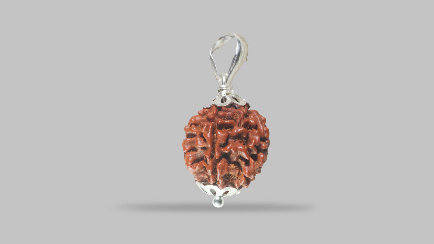 6 MUKHI RUDRAKSHA (19.90 mm)