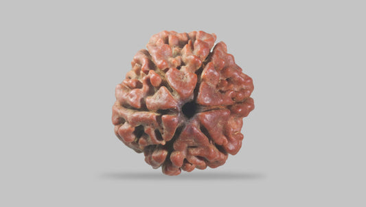 6 MUKHI RUDRAKSHA (19.75 mm)