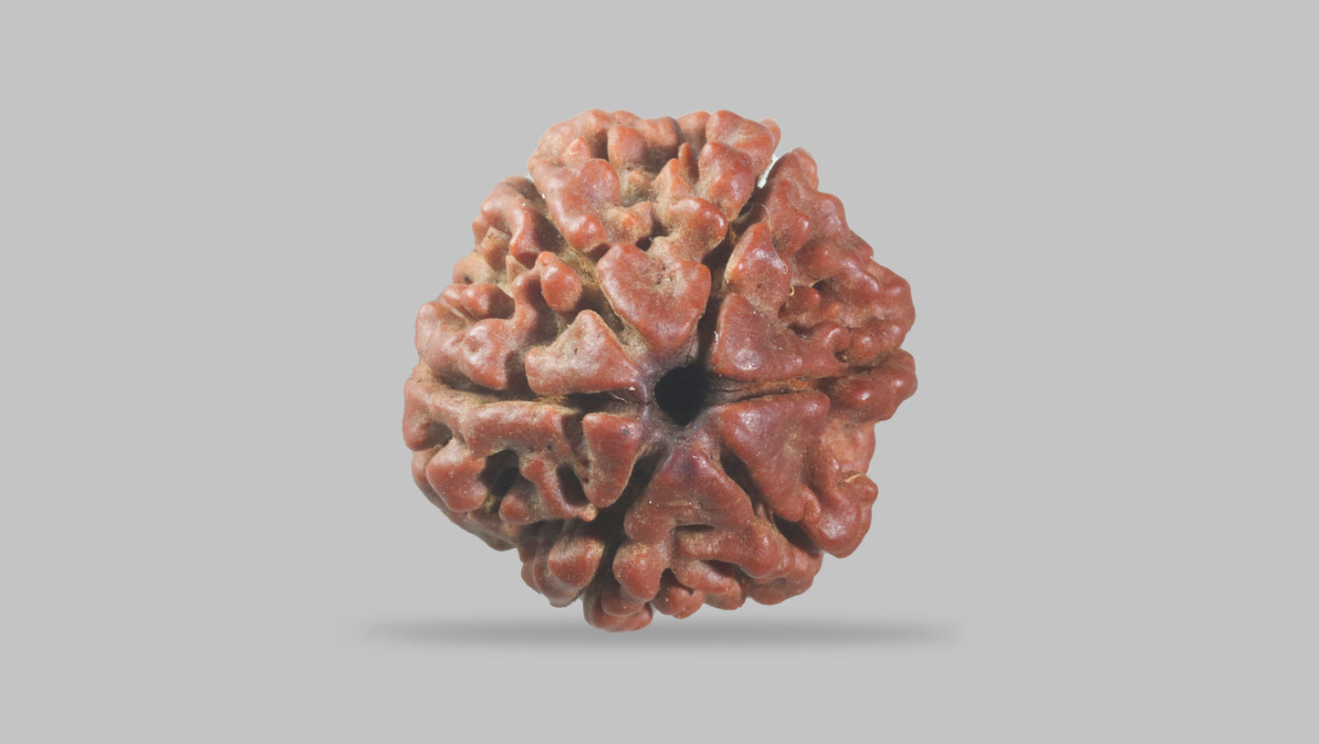 6 MUKHI RUDRAKSHA (19.75 mm)