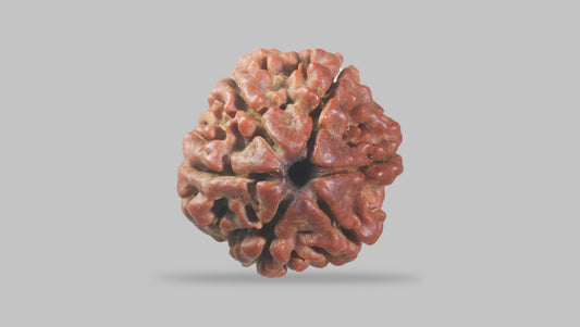 6 MUKHI RUDRAKSHA (19.75 mm)
