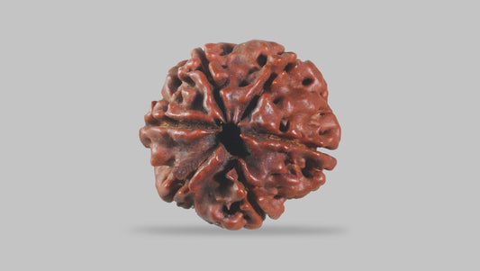 6 MUKHI RUDRAKSHA (19.70 mm)