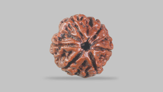 6 MUKHI RUDRAKSHA (21.30 mm)