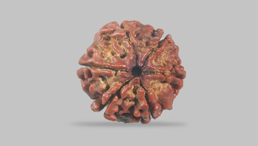 6 MUKHI RUDRAKSHA (20.50 mm)