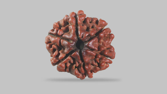 6 MUKHI RUDRAKSHA (20.35 mm)