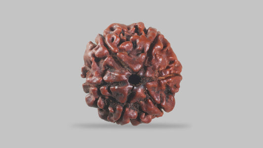 6 MUKHI RUDRAKSHA (21.95 mm)