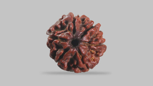 6 MUKHI RUDRAKSHA (19.35 mm)