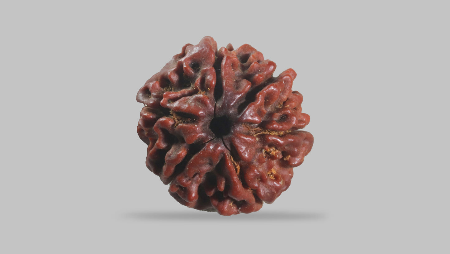 6 MUKHI RUDRAKSHA (19.35 mm)
