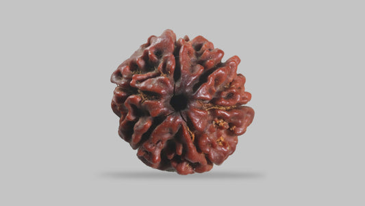 6 MUKHI RUDRAKSHA (19.35 mm)