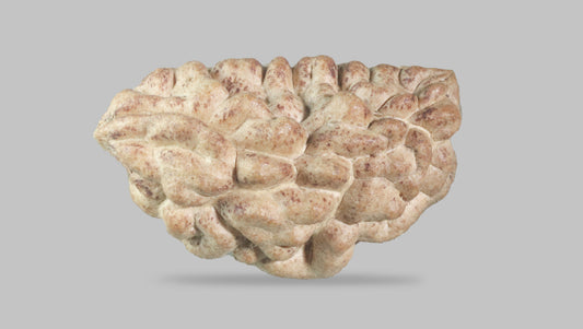 1 MUKHI RUDRAKSHA (23.67 mm)