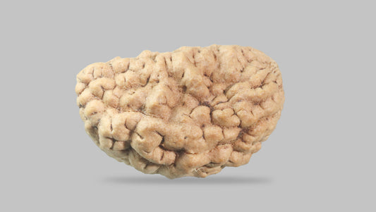 1 MUKHI RUDRAKSHA (22.27 mm)