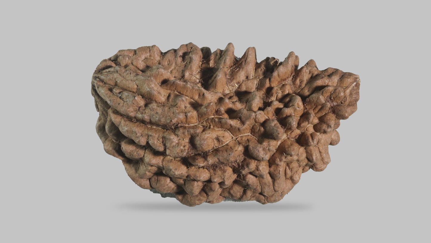 1 MUKHI RUDRAKSHA (34.70 mm)