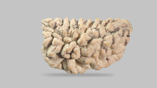1 MUKHI RUDRAKSHA (23.56 mm)