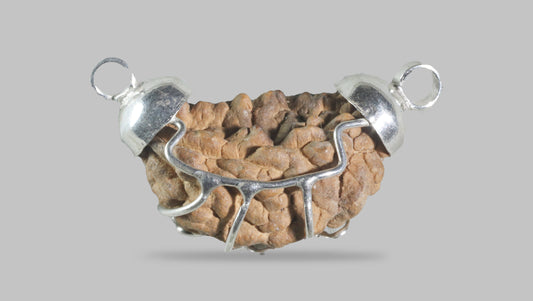 1 MUKHI RUDRAKSHA (24.05 mm)