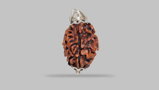 3 MUKHI RUDRAKSHA (21.06 mm)