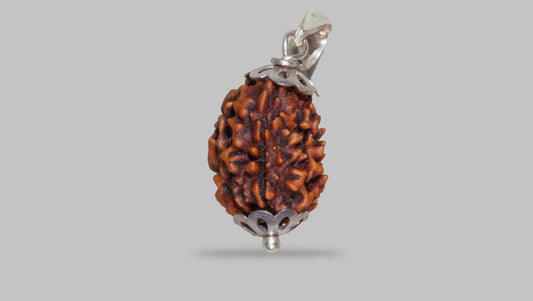 3 MUKHI RUDRAKSHA (20.81 mm)
