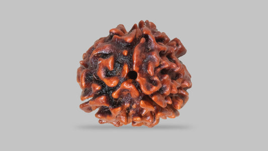 3 MUKHI RUDRAKSHA (22.70 mm)