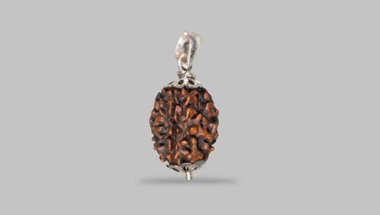 3 MUKHI RUDRAKSHA (23.21 mm)