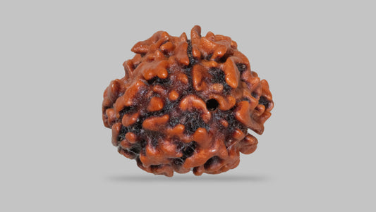 3 MUKHI RUDRAKSHA (22.58 mm)