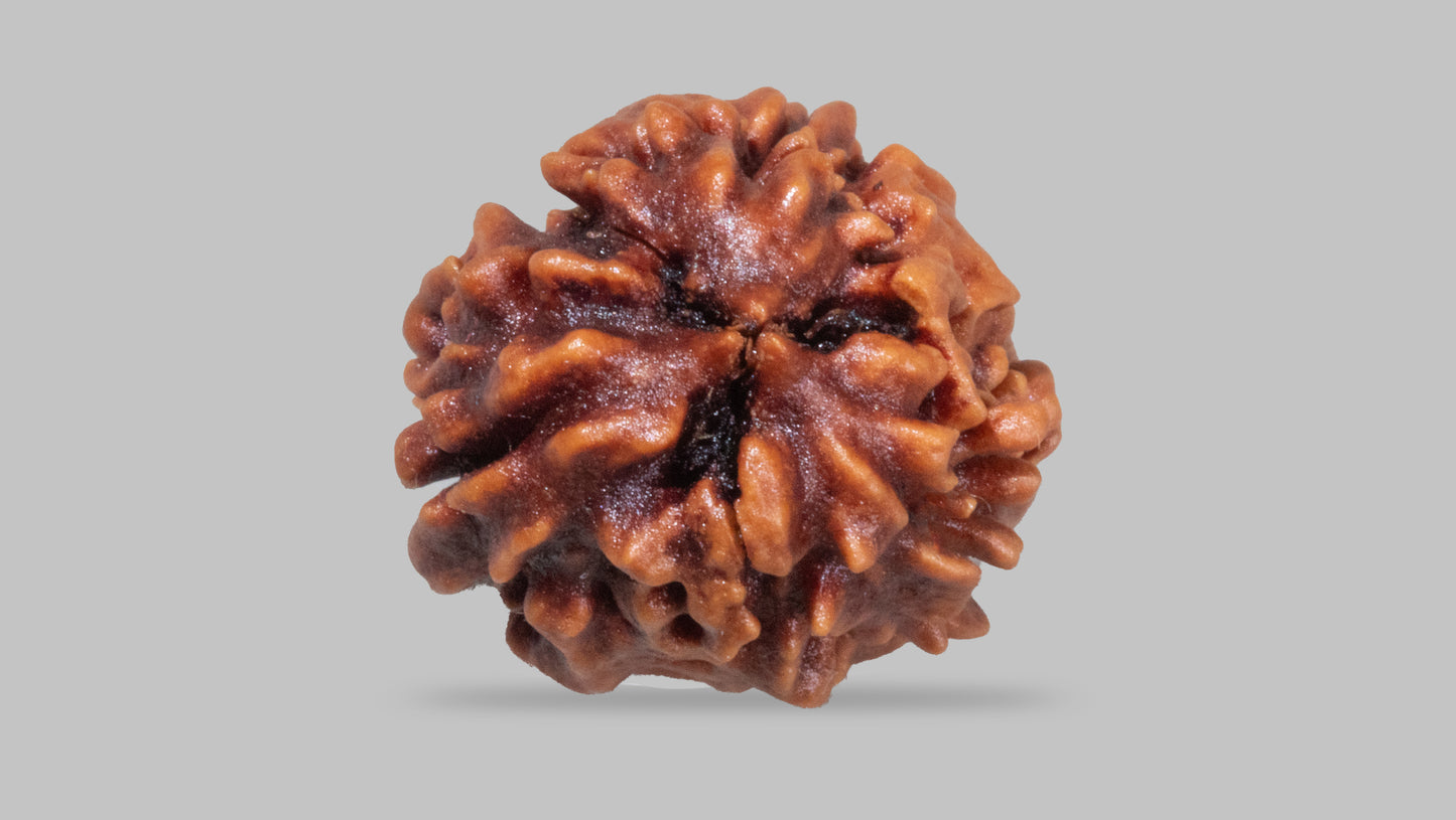 3 MUKHI RUDRAKSHA (21.35 mm)