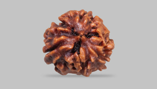 3 MUKHI RUDRAKSHA (21.35 mm)