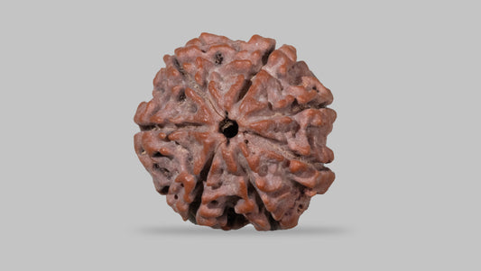 7 MUKHI RUDRAKSHA (23.70 mm)