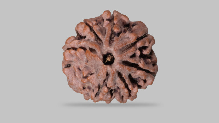 7 MUKHI RUDRAKSHA (21.25 mm)