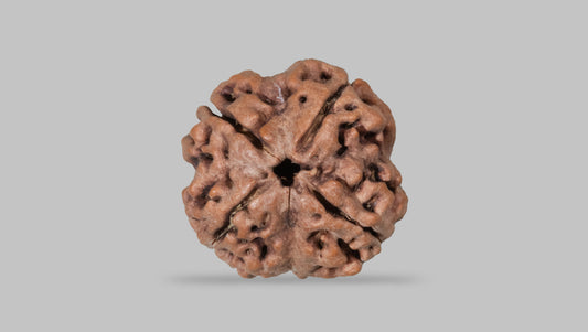 4  MUKHI RUDRAKSHA (19.04 mm)