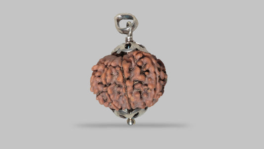 9 MUKHI RUDRAKSHA (22.49 mm)