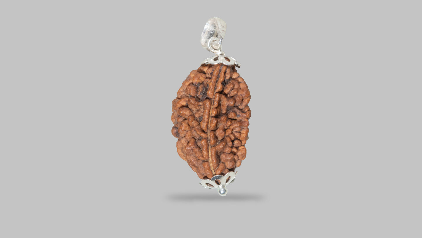 2 MUKHI RUDRAKSHA (20.80 mm)