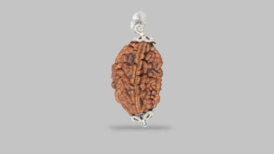 2 MUKHI RUDRAKSHA (20.80 mm)