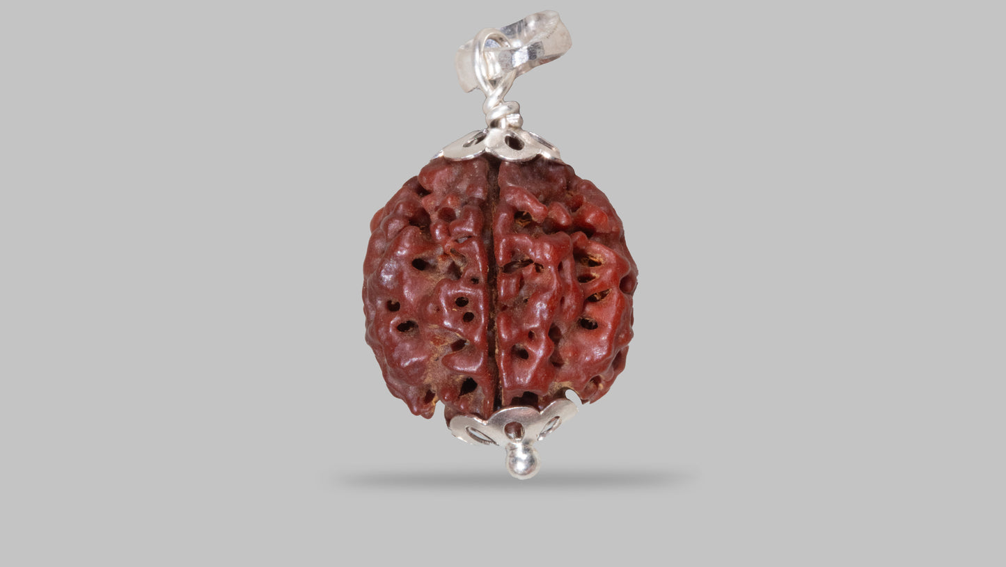 4 MUKHI RUDRAKSHA (19.85 mm)