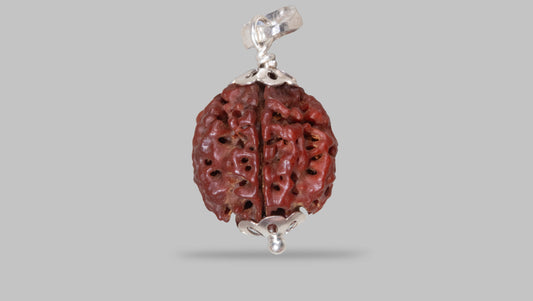4 MUKHI RUDRAKSHA (19.85 mm)