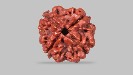 4 MUKHI RUDRAKSHA (18.50 mm)