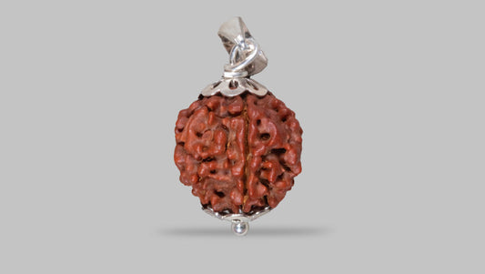 6 MUKHI RUDRAKSHA (18.58 mm)