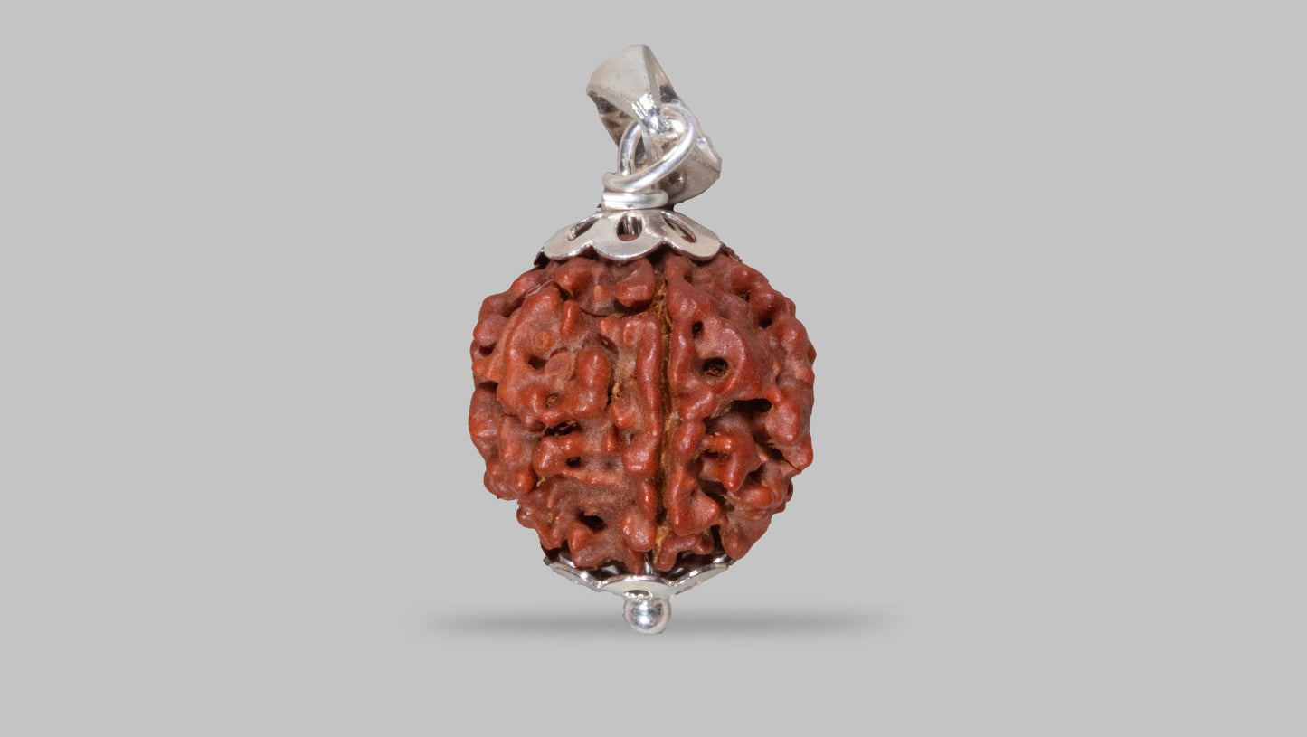 6 MUKHI RUDRAKSHA (18.58 mm)
