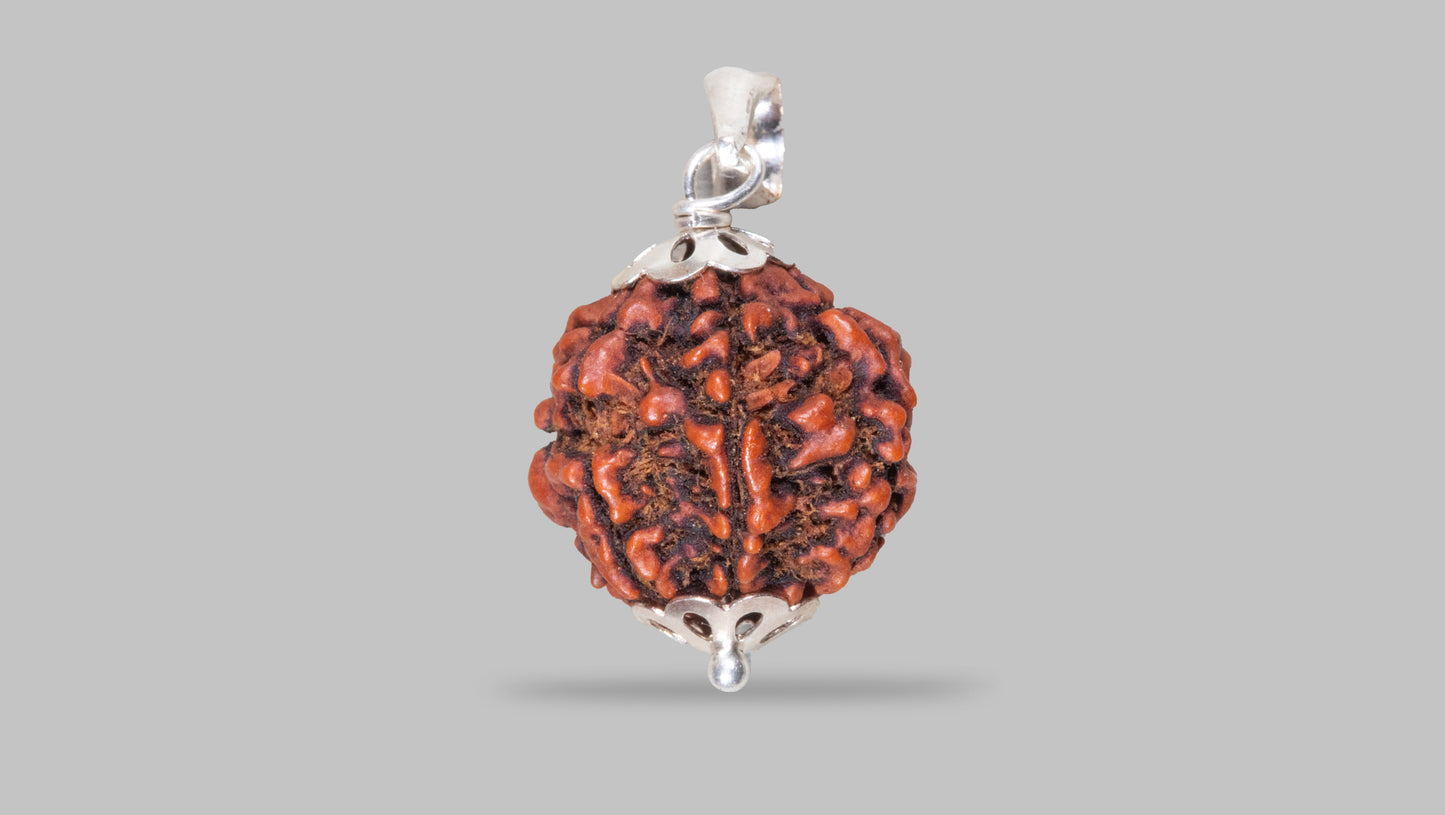 6 MUKHI RUDRAKSHA (23.20 mm)