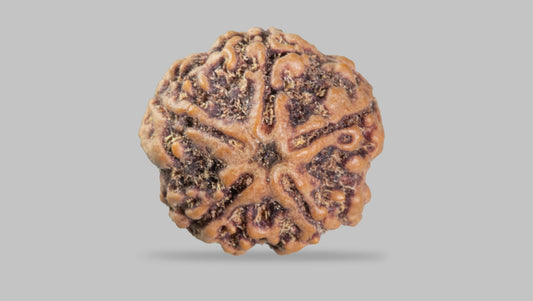 5 MUKHI RUDRAKSHA (23.17 mm)