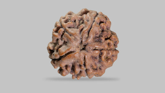 5 MUKHI RUDRAKSHA (22.71 mm)
