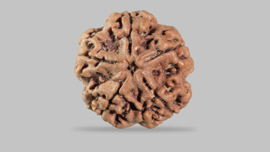 5 MUKHI RUDRAKSHA (24.35 mm)