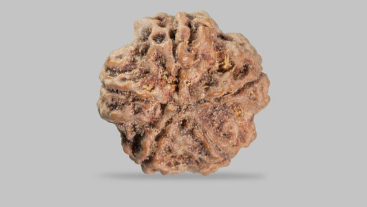 5 MUKHI RUDRAKSHA (22.80 mm)