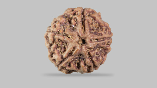 5 MUKHI RUDRAKSHA (22.05 mm)