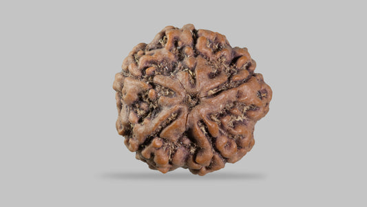 5 MUKHI RUDRAKSHA (22.25 mm)