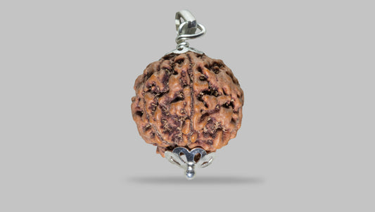 5 MUKHI RUDRAKSHA (23.48 mm)